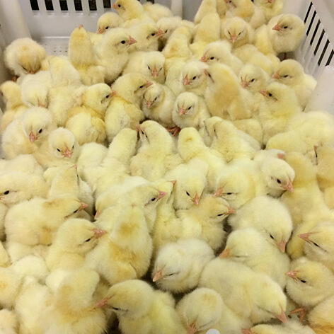 chicks